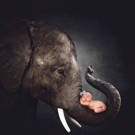 BabyElephant Final